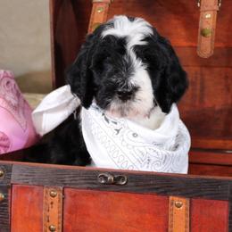 Noah - Black and white male Bernedoodle puppy in Peyton, Colorado from Peyton Doodles