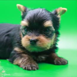 Yorkshire Terrier Puppies from Essence of Grace Yorkies
