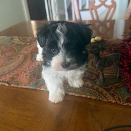 Villeroy - Black and white male Havanese puppy in Hamptonville, North Carolina from Alabama Havanese Kennel Tidewater Kennel