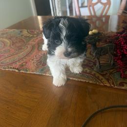 Villeroy - Black and white male Havanese puppy in Hamptonville, North Carolina from Alabama Havanese Kennel Tidewater Kennel