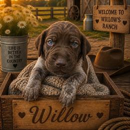 German Shorthaired Pointer Puppies from Lisa’s GSP’s
