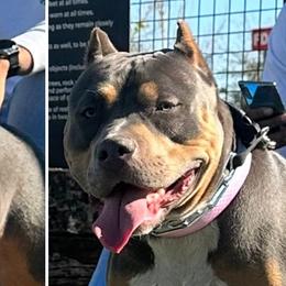 Denali - American Bully