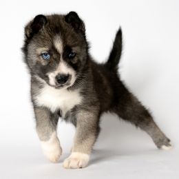 Apollo - Agouti and white Siberian Husky puppy in Meadow Vista, California from Thistle Hill Canine