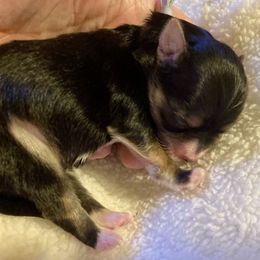 Maltipoo, Morkie, and Yorkipoo Puppies from Danza Bolo