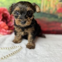 Bella - Black and tan female Yorkshire Terrier puppy in Broxton, Georgia from More Than Family