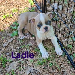 Girl 4 - Blue female Boston Terrier puppy in Griffin, Georgia from Celtic Performance Bostons
