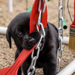 Labrador Retriever Puppies from Meritrust Labradors