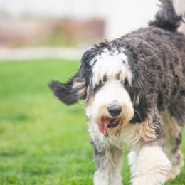 Bernedoodle and Goldendoodle Puppies from Sunnydoodle Utah