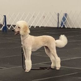 Bijou - Poodle