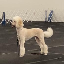 Bijou - Poodle
