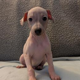 Buckwheat - Blue fawn and white male American Hairless Terrier puppy in Phoenix, Arizona from Bare Valley