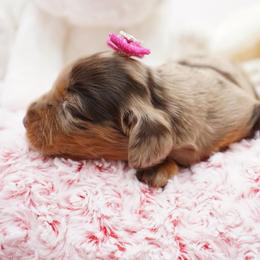 Saffron - Dapple female Dachshund puppy in Big Rapids, Michigan from 30 Acre Woods Dachshunds