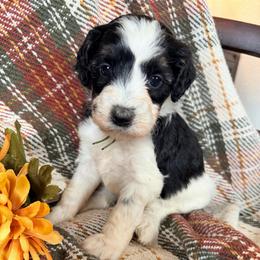Maple (lime green-2,600) - Black and white female Bernedoodle puppy in Grandview, Texas from Big Sky Bernedoodles