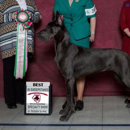 Great Danes from Creek Danes