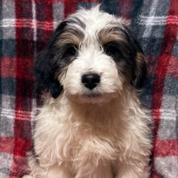 Percy - Black tri-color male Aussiedoodle puppy in Missouri from Mini AussieDoodles on Meadow Lane