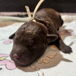 Yellow collar girl - Dark brown female Chesapeake Bay Retriever puppy in Las Vegas, Nevada from Birdsview Chesapeake Kennel