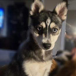 Pomsky Puppies from Amazing High Desert Pomskys