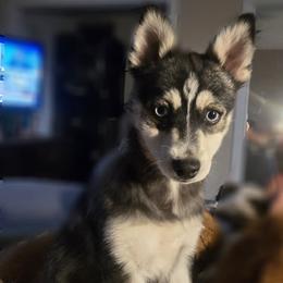 Pomsky Puppies from Amazing High Desert Pomskys