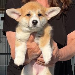 Red Collar Female - Sable female Pembroke Welsh Corgi puppy in Victoria, Texas from Clear Creek Corgis