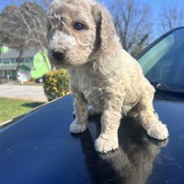 Nola - Apricot female Poodle puppy in Atlanta, Georgia from Syren House Doodles & Poodles