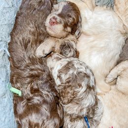 Cockapoo and Goldendoodle Puppies from My Forever Best Friend
