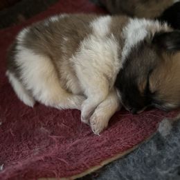 Chihuahua and Pomeranian Puppies from Cheyenne’s Pups