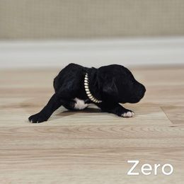 Zero - Black male Goldendoodle puppy in Guthrie, Oklahoma from Edmond Doodles, LLC