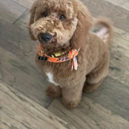 Goldendoodle All Grown Up from Doodles of the Brazos