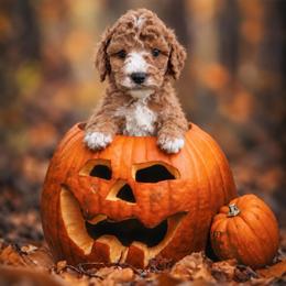 Dayton - Red  male Goldendoodle puppy in Roseburg, Oregon from Dbos Furry Friends
