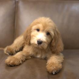 Bernedoodle and Cavapoo Puppies from Dulcito Doodles
