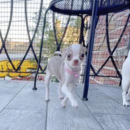 Chihuahua Puppies from Petite Pups LLC