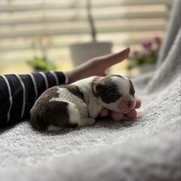 Cleopatra - Liver and white female Shih Tzu puppy in Las Vegas, Nevada from Vegas Shih Tzus