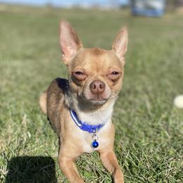 Gio - Chihuahua