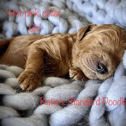 Poodle Puppies from Katie’s Standard Poodles