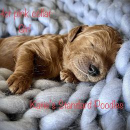 Poodle Puppies from Katie’s Standard Poodles