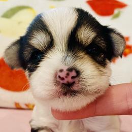 Pinki - Parti female Yorkshire Terrier puppy in Chattanooga, Tennessee from Fuzzy Yorkie Babies