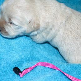 Goldendoodle and Golden Retriever Puppies from Golden Puppies USA