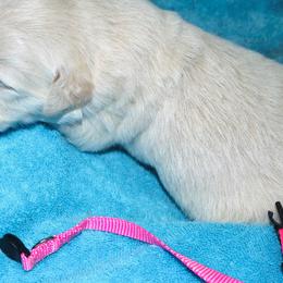 Goldendoodle and Golden Retriever Puppies from Golden Puppies USA