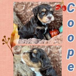 Cooper - Liver male Miniature Schnauzer puppy in Independence, Missouri from Crown Schnauzers KC