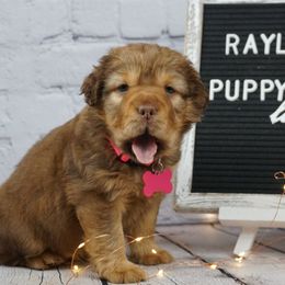 Chinese Shar-Pei and Companion Cross Puppies from Mini Hippo Land