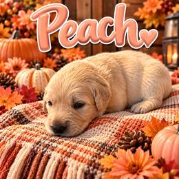 Girl 1 Therapy or Service POTENTIAL - Light golden female Golden Retriever puppy in Yuba City, California from Family Loved Golden Retrievers