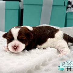 Morkie and Shorkie Puppies from Lil Luxe Pups