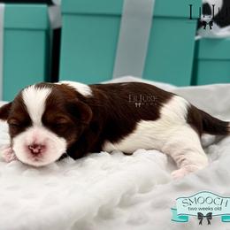 Morkie and Shorkie Puppies from Lil Luxe Pups