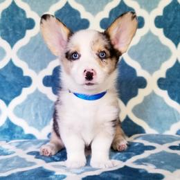 American Corgi and Pembroke Welsh Corgi Puppies from Whimsical Treasure Corgis