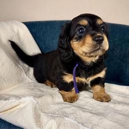 Lady Bae AKC - Black and tan female Dachshund puppy in Crandall, Texas from The Weenie Hut LLC