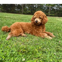 Elsa  - Poodle