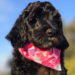 Miss Magenta - Bernedoodle puppy from Our Doodle Ranch