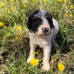 Sage - Phantom male Goldendoodle puppy in Redding, California from O’Hara  Doodles