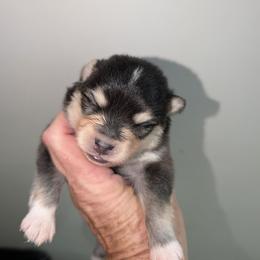 Hickory - 2500 - Black and white male Pomsky puppy in Spring Hill, Florida from www.PuppyTimeEmporium.com