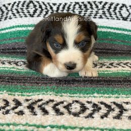Australian Shepherd Puppies from Ritland Aussies